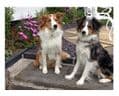 Dog Friendly B and B Ludlow | Roseheart Kingdom B&B Shropshire